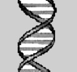 closeup of a strand of DNA